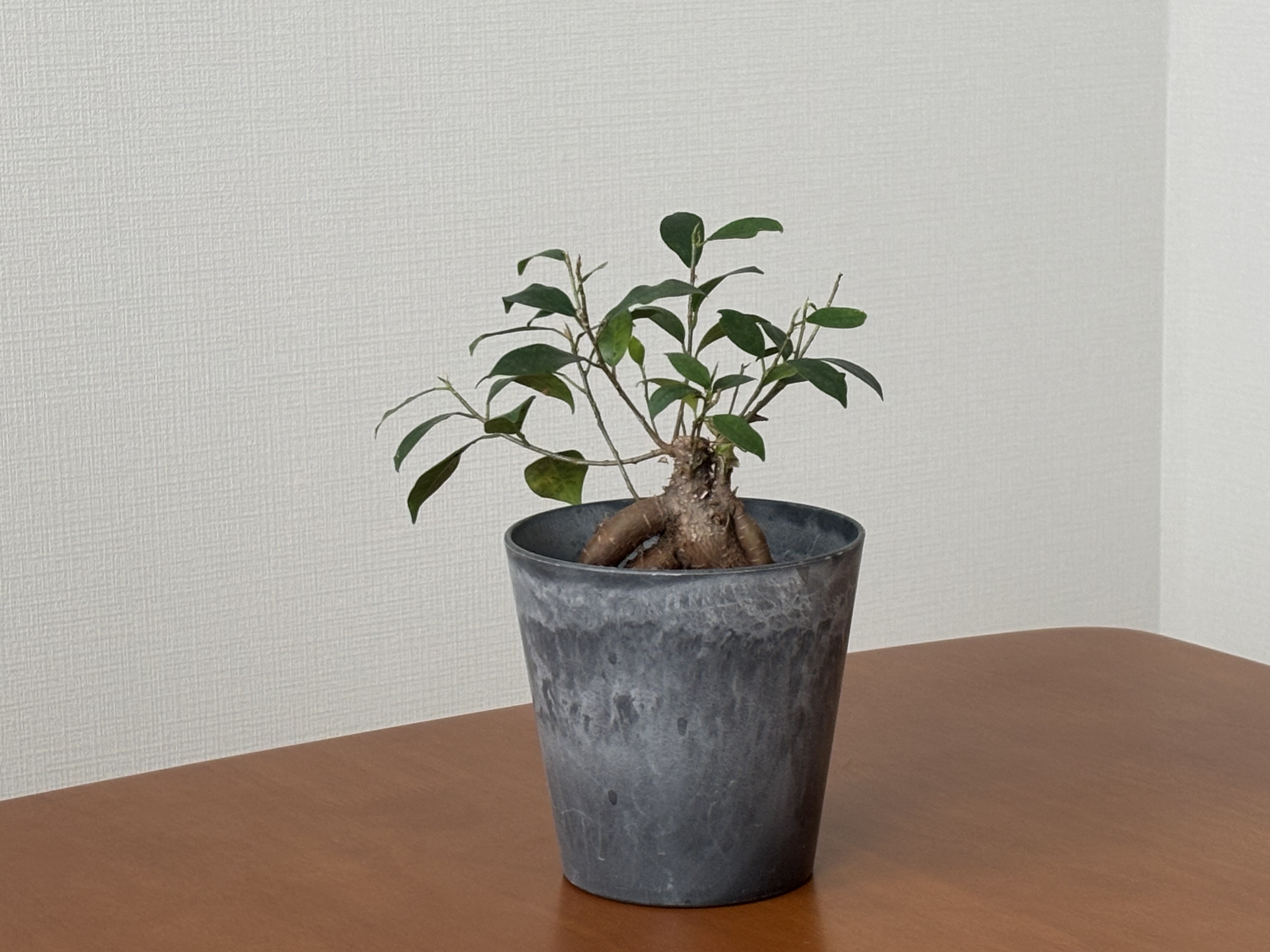 観葉植物の写真